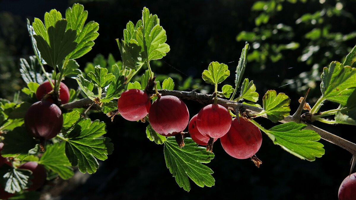 Крыжовник сириус. Крыжовник (ribes grossularia `Командор`). Крыжовник обыкновенный. Крыжовник иглистый. Смородино-крыжовниковый гибрид йошта.