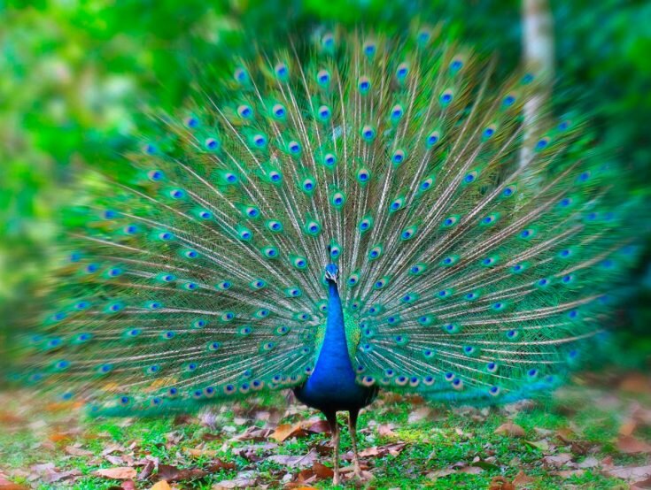 Обыкновенный павлин (Pavo cristatus)