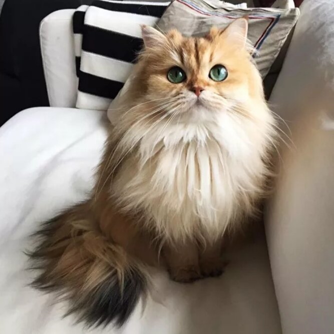 Источник Яндекс .Картинки 