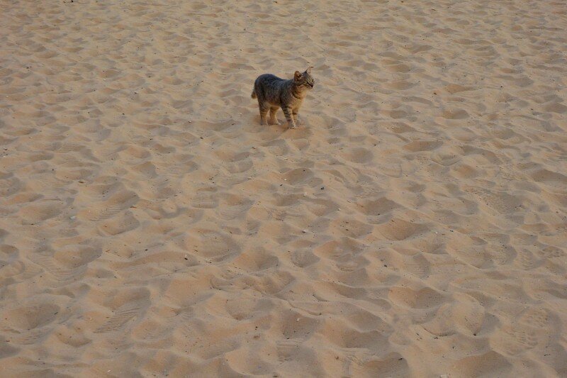 Здорово смотрится, да?)) Про эту кошку в песках и скалах уже есть рассказ, ссылка на него будет в конце статьи