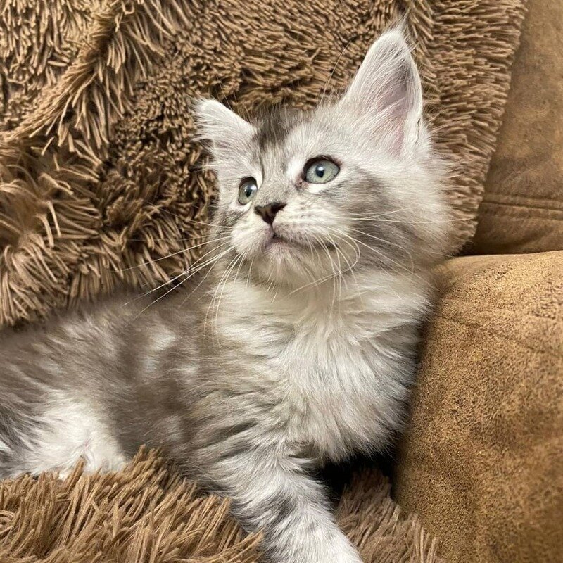 Фото https://www.instagram.com/p/CMHuJ5oHltR/