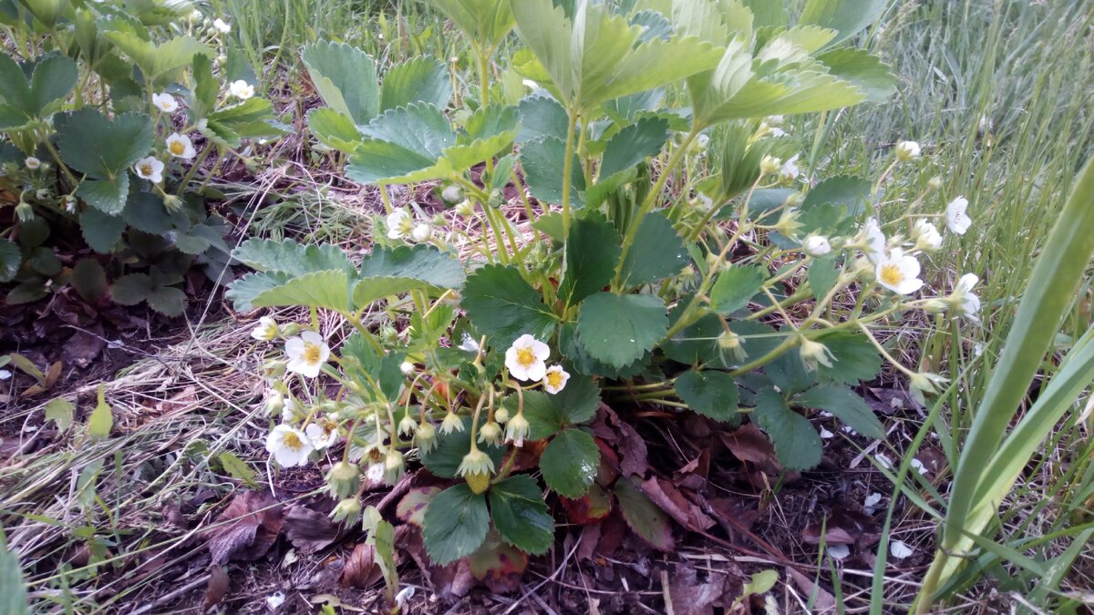 Фото от 20 мая 2020г. Земляника цветёт. Фото автора канала из личного арива.