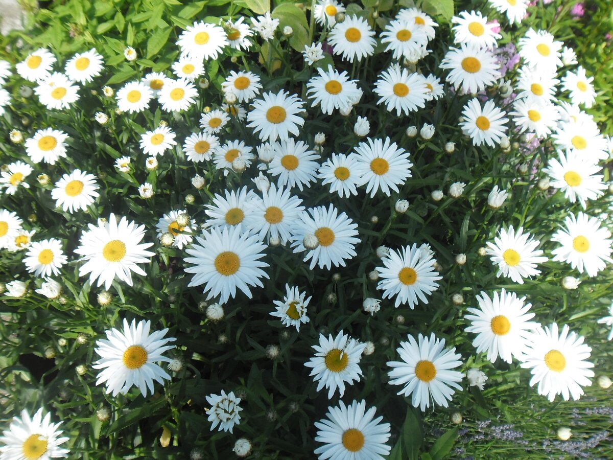 camomille / camomile dans mon jardin OliBac Flickr