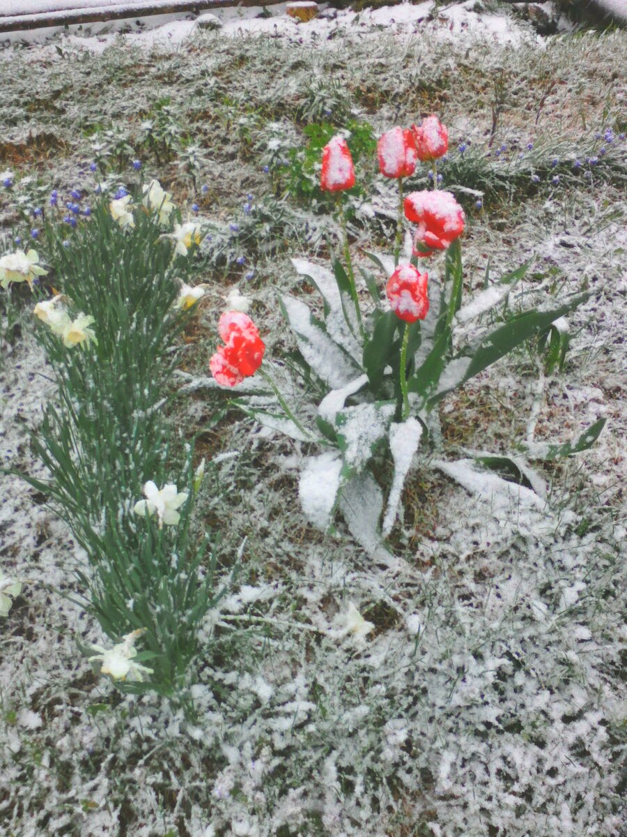 Цветут нарциссы и тюльпаны.