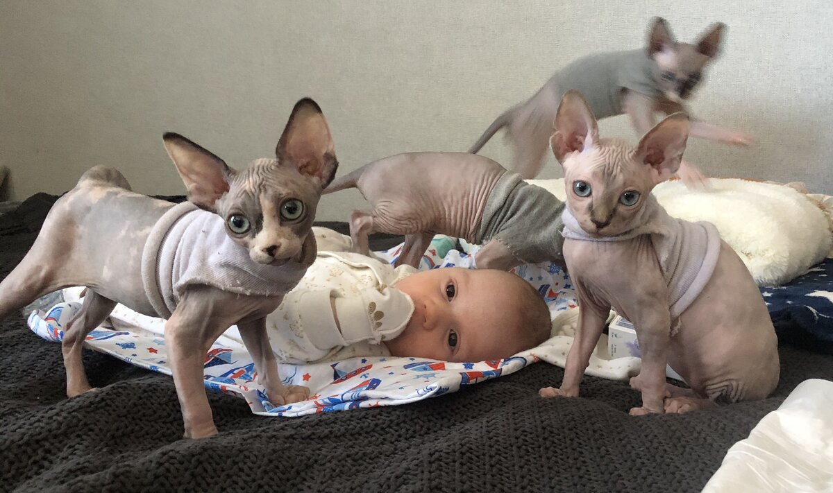 2-х месячный малыш и 2-х месячные Канадские сфинксы