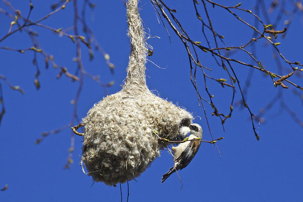 Гнездо ремеза.