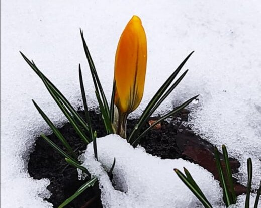 Даже после самой лютой зимы приходит весна пробуждая Вселенную к жизни...