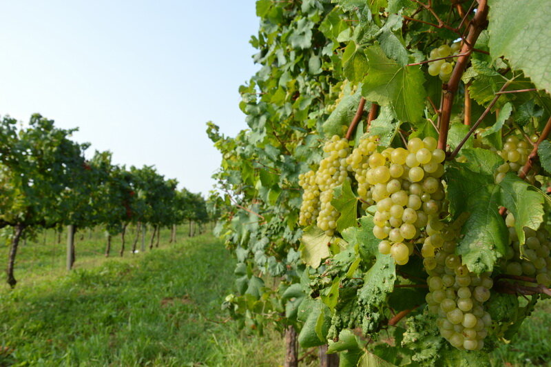 Теплица для винограда: особенности и нюансы