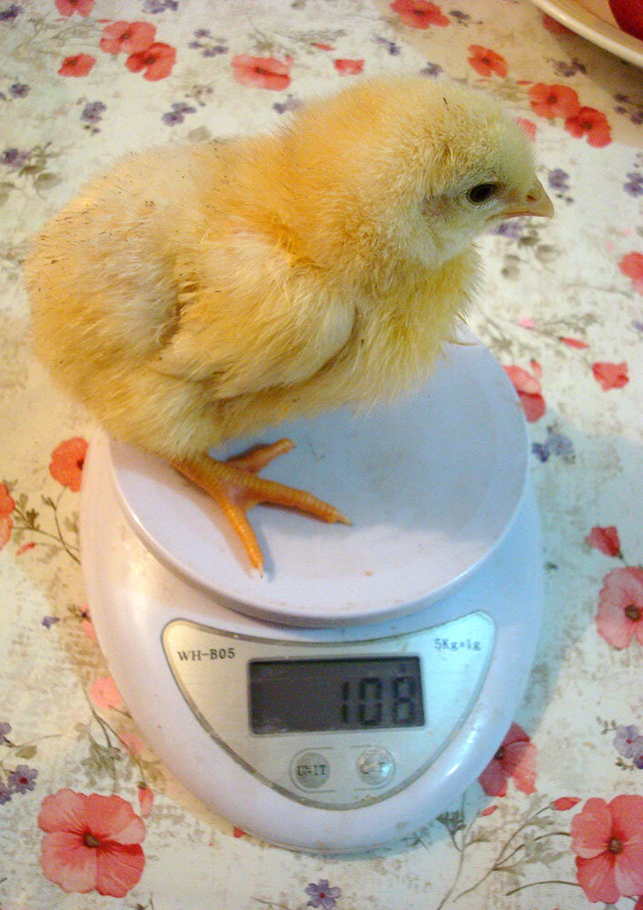 Фото 16 марта. Прошло 4 дня. Вес 108 грамм
