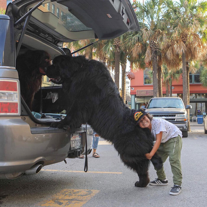 https://www.boredpanda.com/giant-lap-dogs/?utm_source=facebook&utm_medium=social&utm_campaign=organic