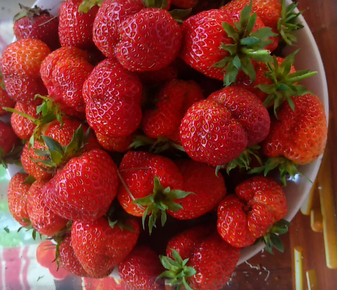 Наши ягодки! Фото автора канала "Дачный рай"