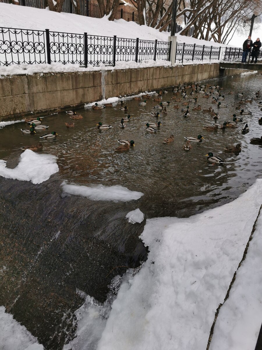 Уточки в парки 