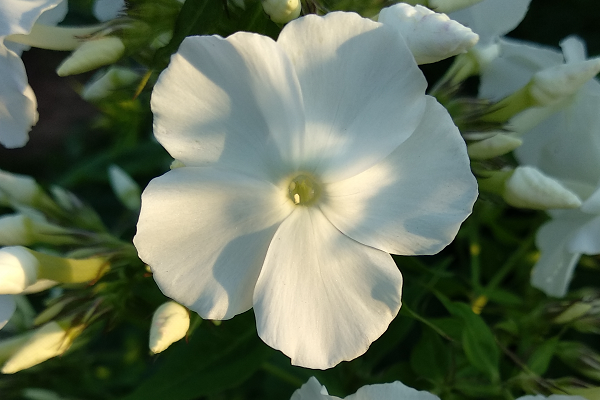 мои любимые белые флоксы