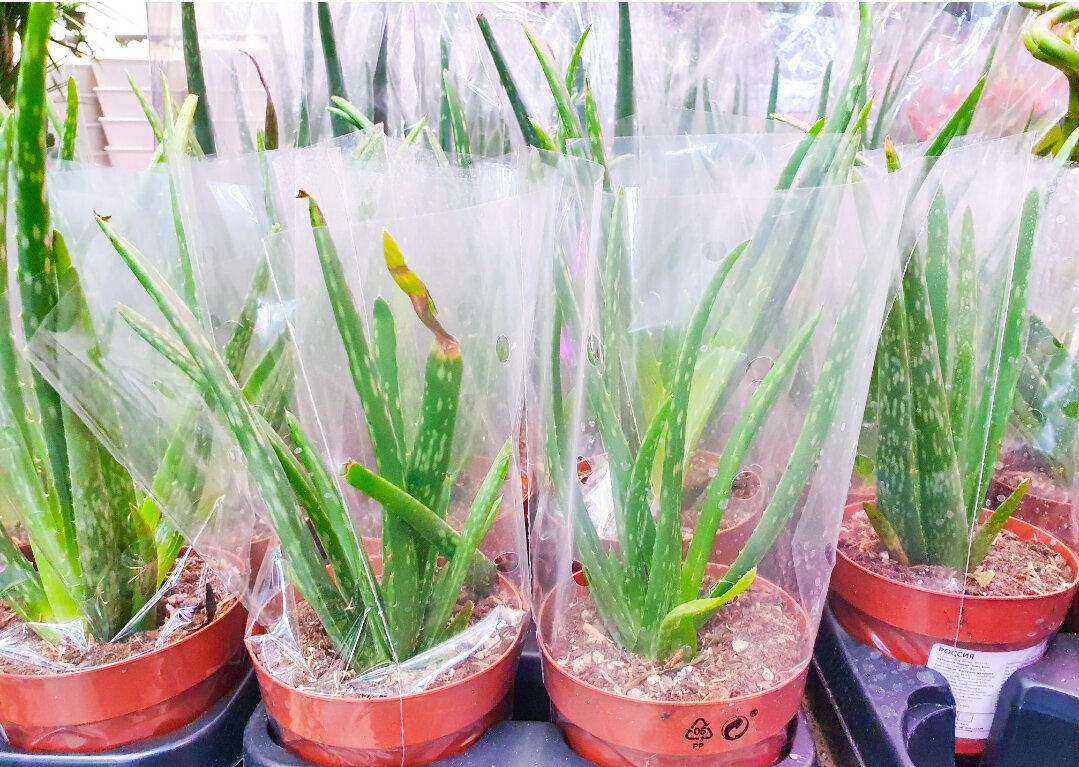 Довольно большой выбор, можно найти и хороший экземплярчик