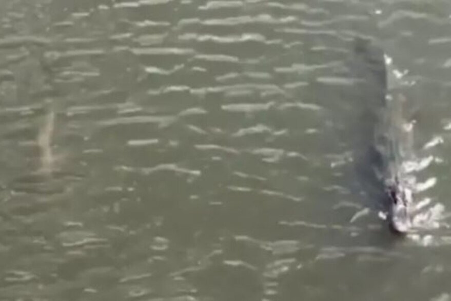 В течение нескольких метров акула и аллигатор плыли вместе. Источник: Facebook