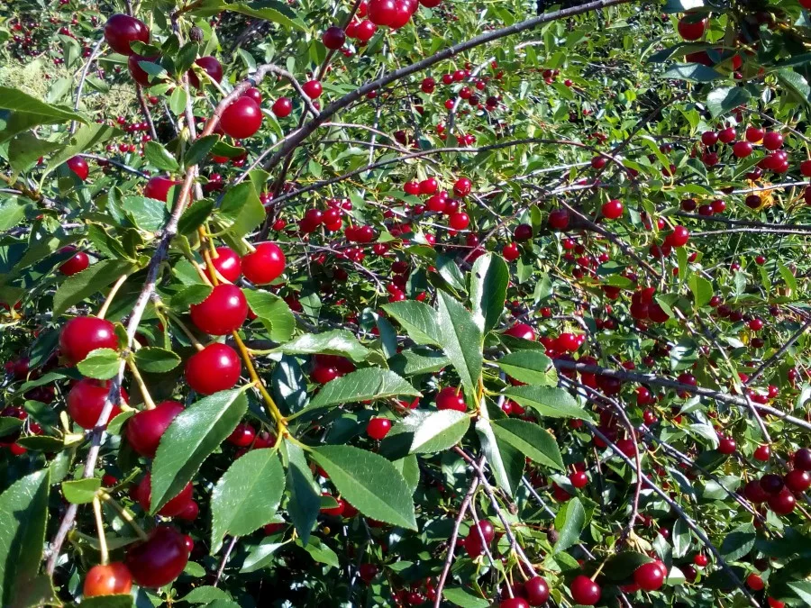 Вишни, с их захватывающим дух цветением могут стать активом ландшафтного дизайна