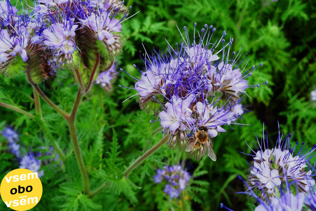 Многолетняя трава фацелия