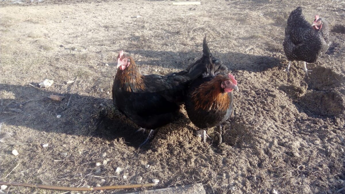 Маранчики на прогулке