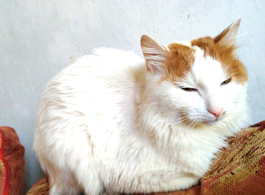 Мой кот, за которого придётся платить налог
