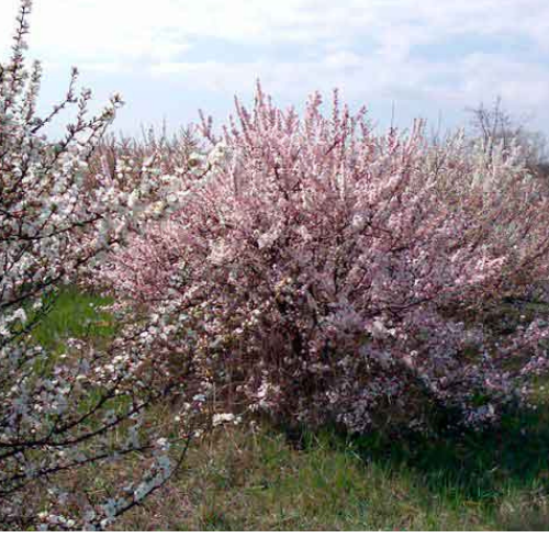 войлочная вишня в цветении