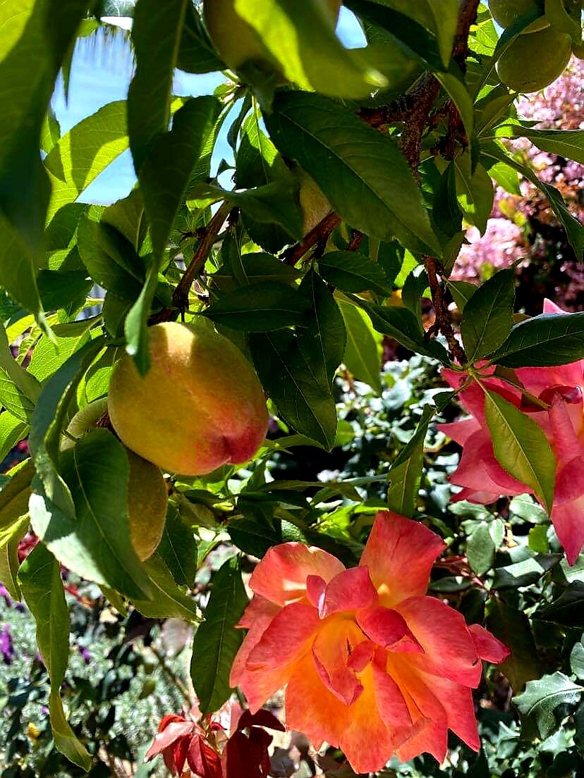 Персик и Роза. (Фото автора).