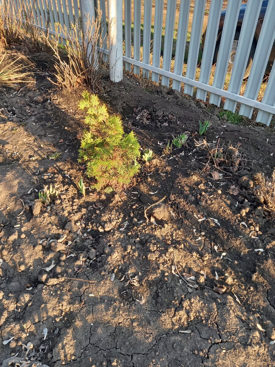 Эту тую наверное еще можно спасти