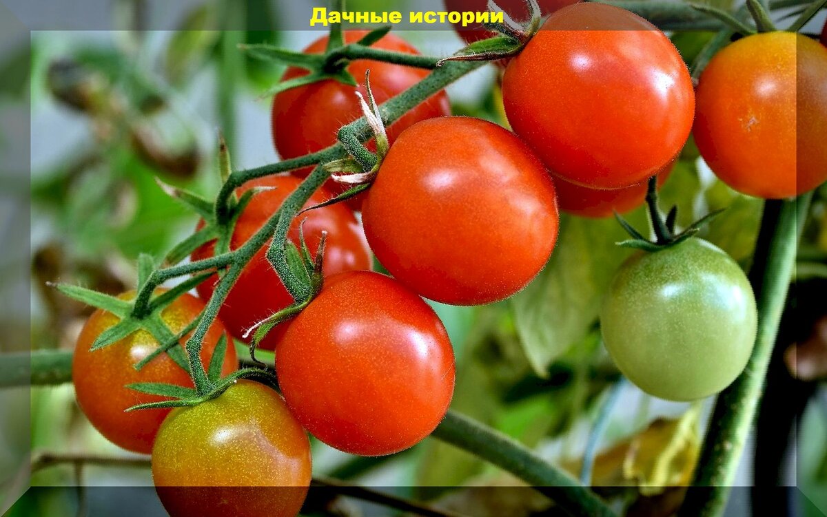 https://vk.com/photo-159774511_457248695