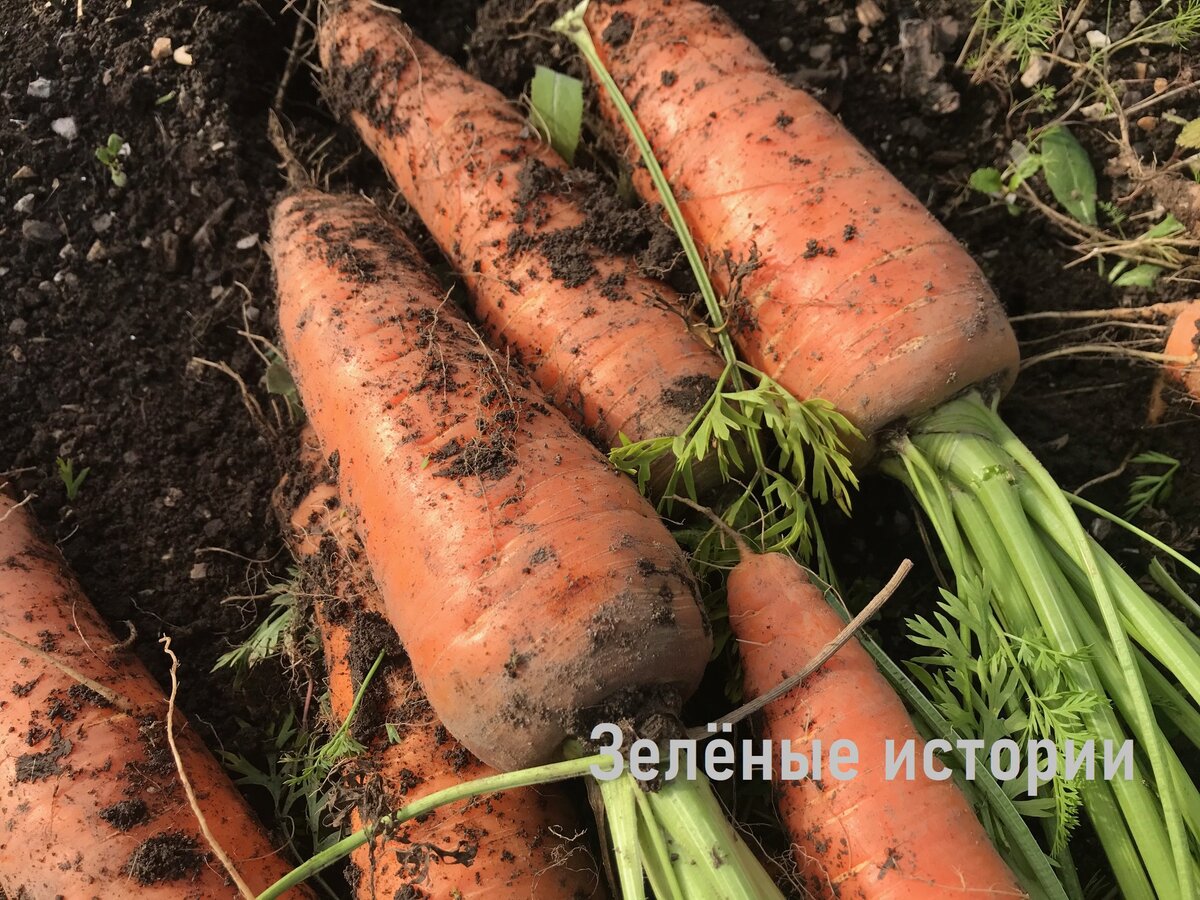 Когда убирать морковь на зиму в подмосковье. Какой техникой убирают корнеплоды. Как посеять морковь чтобы глушители не выросли