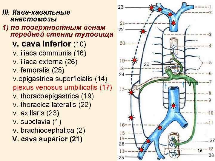 Кава-кавальные и порто-кавальные анастомозы.