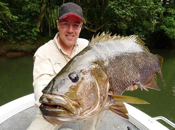 Черный басс (Niugini Black Bass)