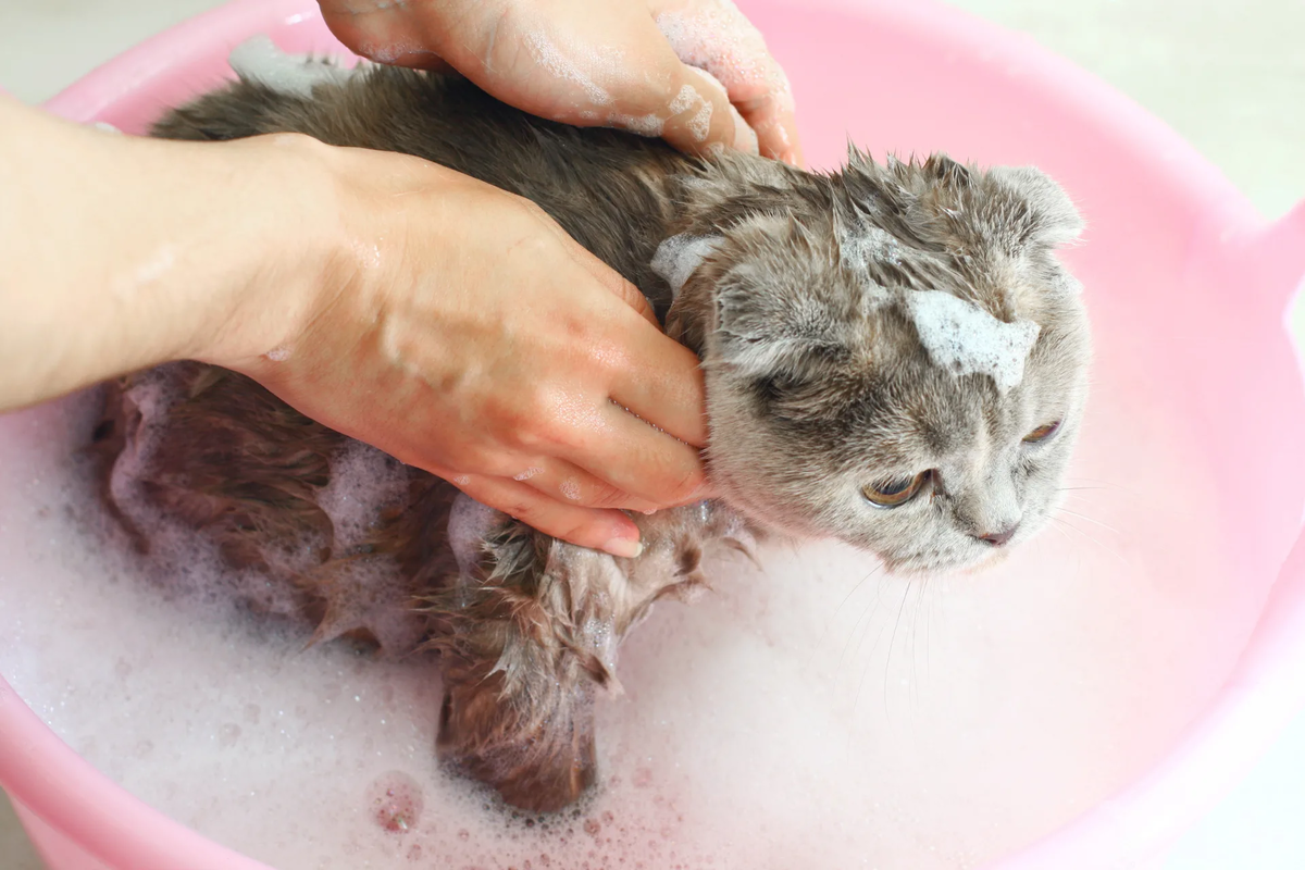 Котятам месяц можно купать. Кошку моют. Купание кошки. Кота купают. Вымытый кот.