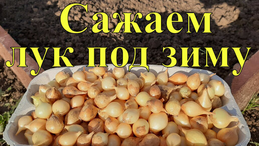 При какой температуре сажать озимый лук. При какой температуре сажать озимый лук