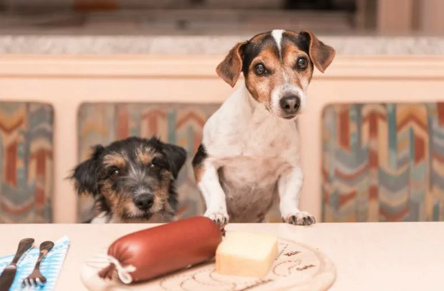 Многие собаки "строят глазки" едящим людям