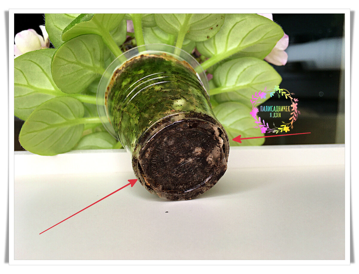 Внутренний стаканчик. Дырки проделала коллекционер, у которой я детку покупала. Сама я давно уже укореняю всё в стаканчиках вообще без сливных отверстий. Листайте дальше, чтобы посмотреть на процесс полива непосредственно. ⏩⏩