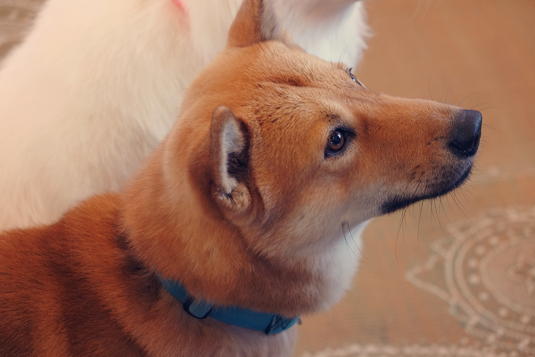 Корейский Чиндо. Чиндо порода собак. Корейская собака Чиндо. Корейская оранжевая собака.