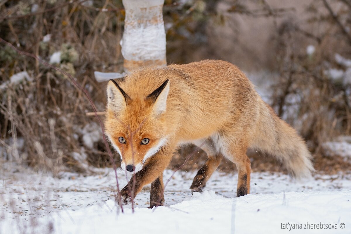 Одно из первых фото Ляськи