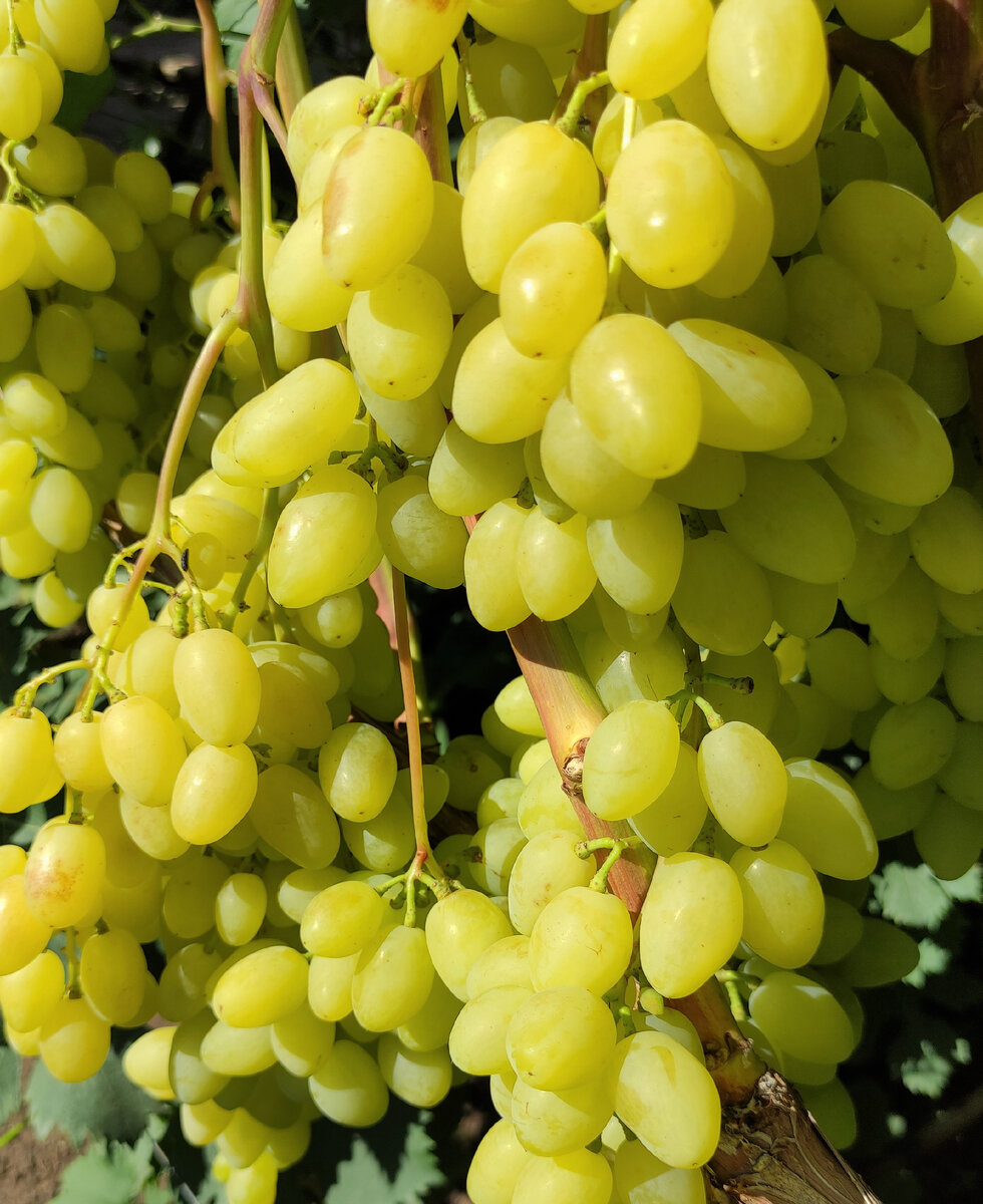 Долгожданный