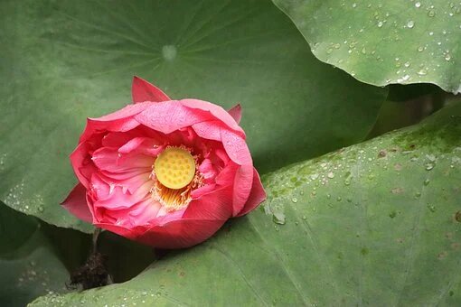 Из свободного источника Интернет