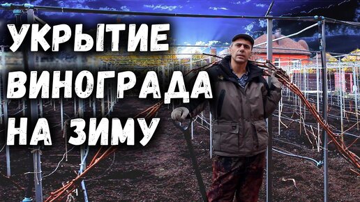 Укрытие винограда на зиму, самый простой и надёжный способ!.