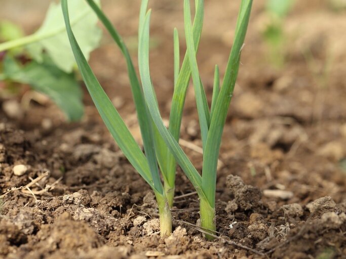 Фото: garlicmatters.com