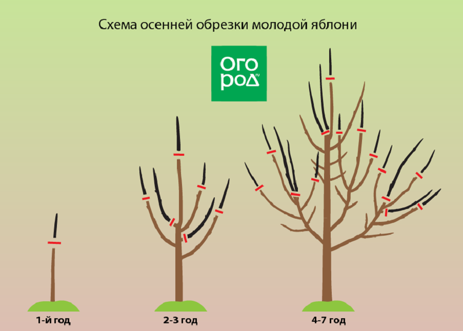 Когда обрезать яблони весной в средней полосе. Схема обрезки яблони весной. Подрезка яблонь весной схема. Схема обрезки саженцев яблони. Обрезка саженцев яблони весной.