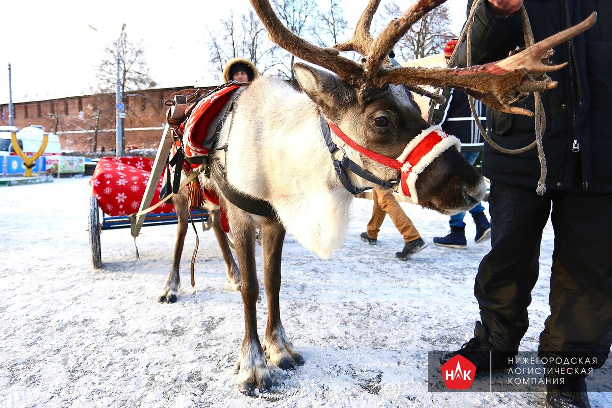 Раскраски онлайн Новогодний олень