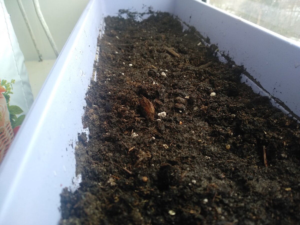 Ящик с увлажнённой землей