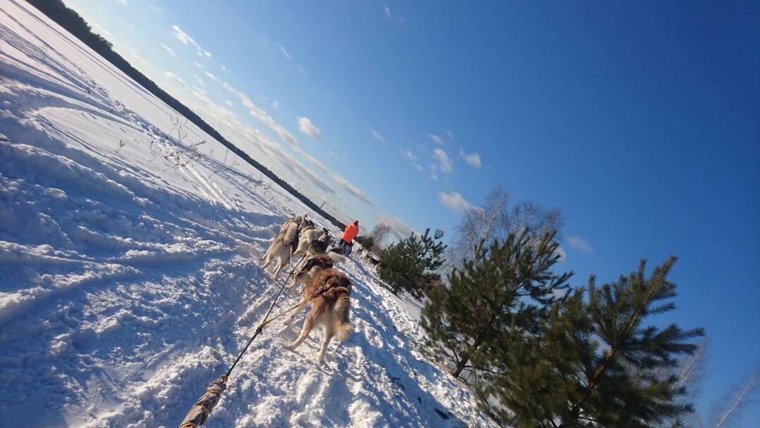 Катание в собачьей упряжке наполняет удивительным восторгом  этими сильными, выносливыми, добродушными животными.