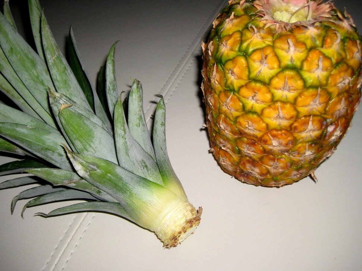 Одной рукой держите фрукт, другой возьмите листья у основания и открутите их. Делайте это осторожно, чтобы не повредить верхушку.Если боитесь, отрежьте верхнюю часть ананаса, оставляя минимальное количество мякоти. Ненужные остатки фрукта вокруг листьев аккуратно уберите руками. 