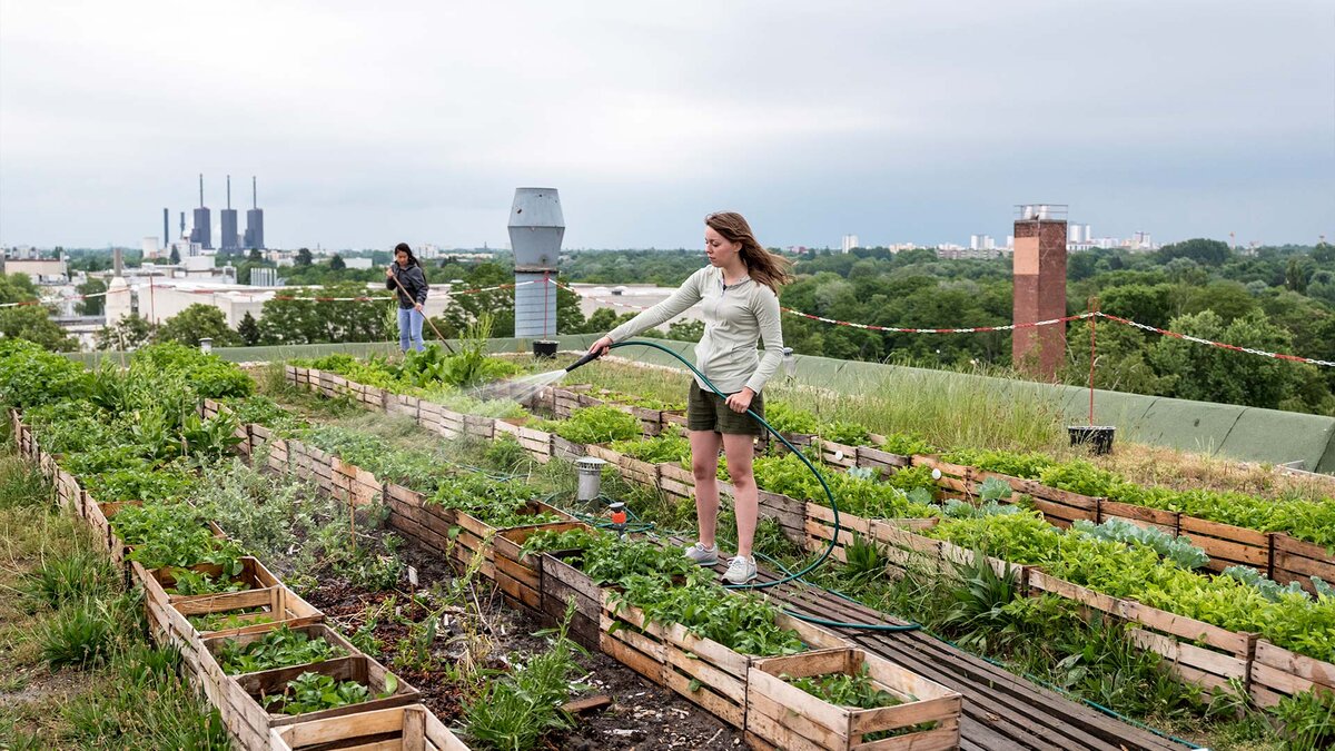 Urban Farming (городское сельское хозяйство)