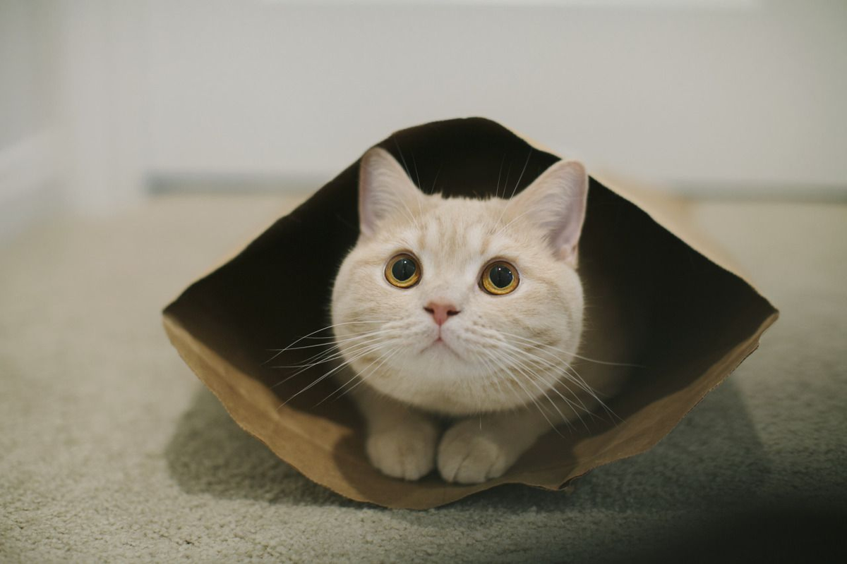 яндекс-картинки