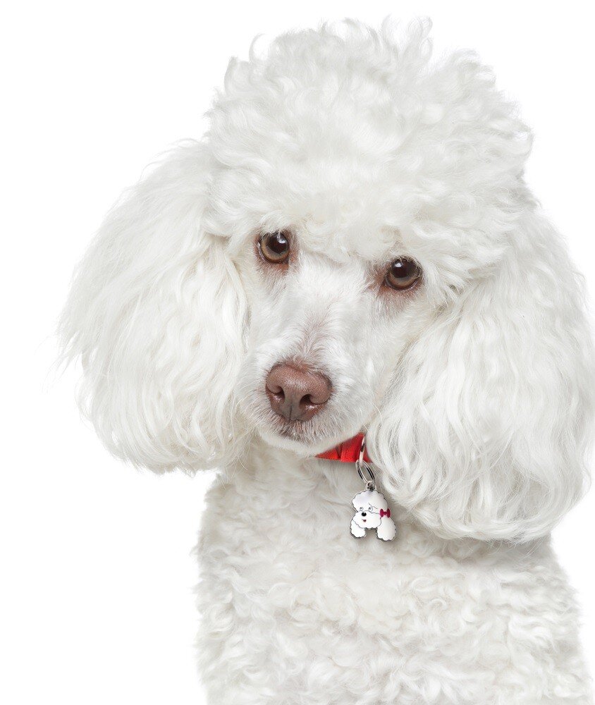 Источник фото: https://proza.ru/2019/11/11/65  но именно таким мне видится герой моего рассказа -пудель по кличке Арчи.