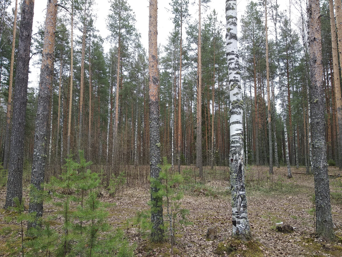 Прогулка освежает разум...