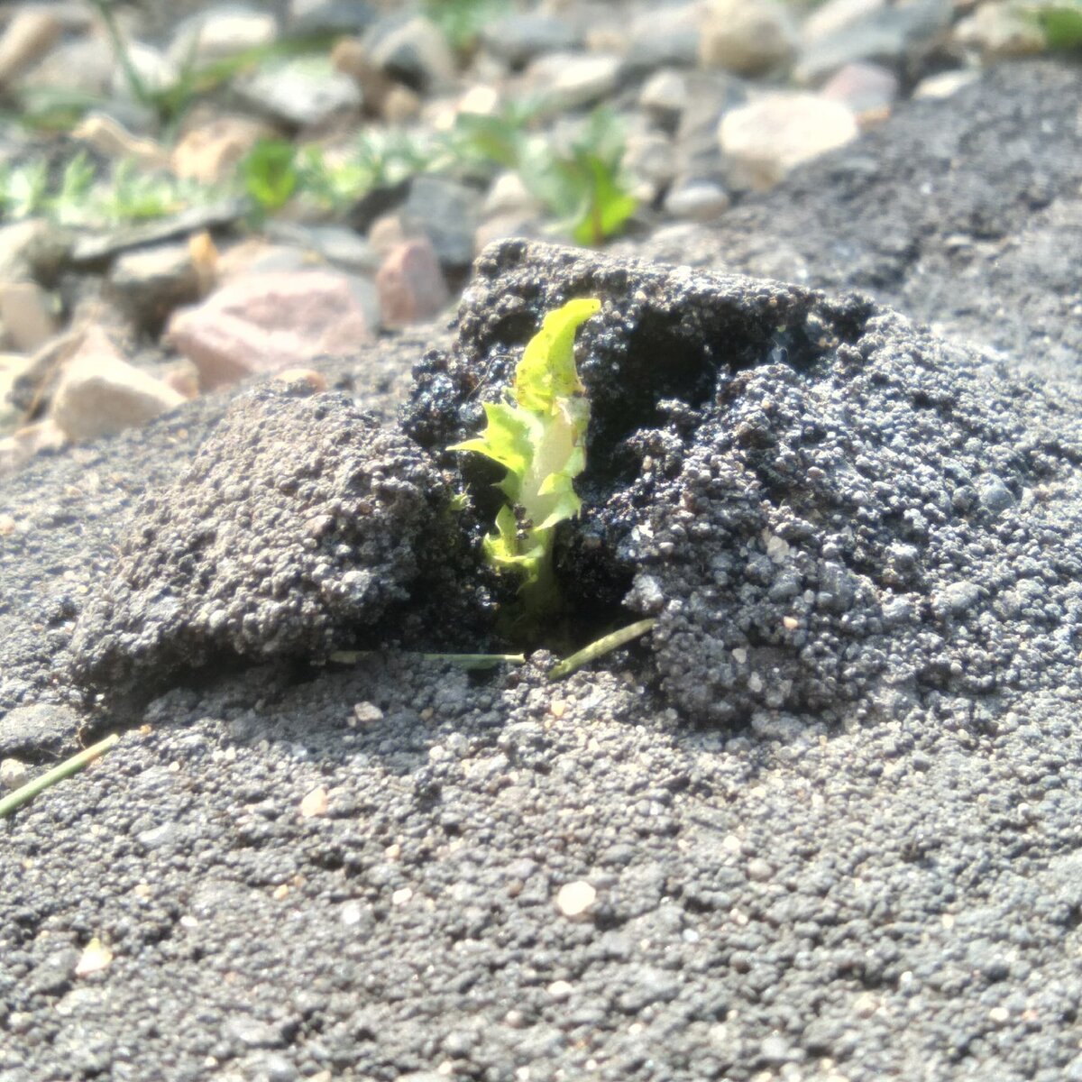 Чувствую себя сейчас таким вот одуванчиком, пробивающим асфальт своих страхов и старых убеждений)